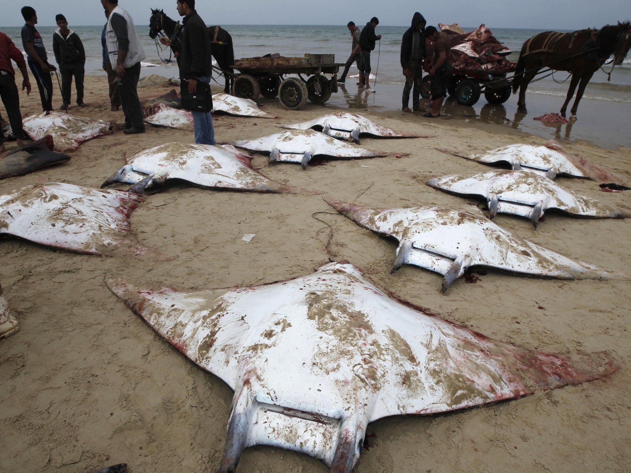Fisherman had sex with ray fish foto 858